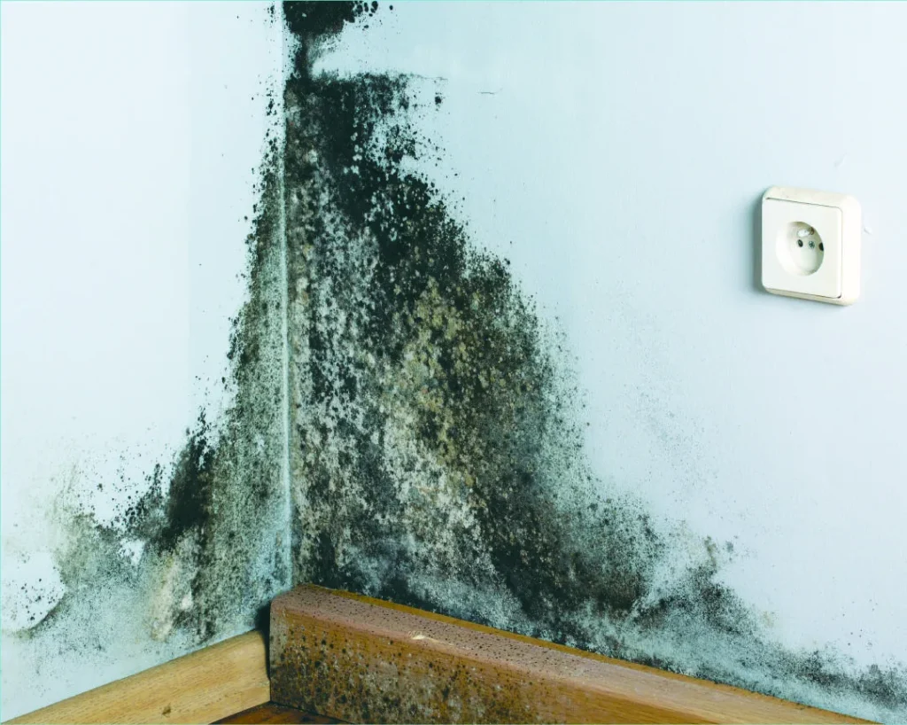 Understanding the Causes of Mold Growth